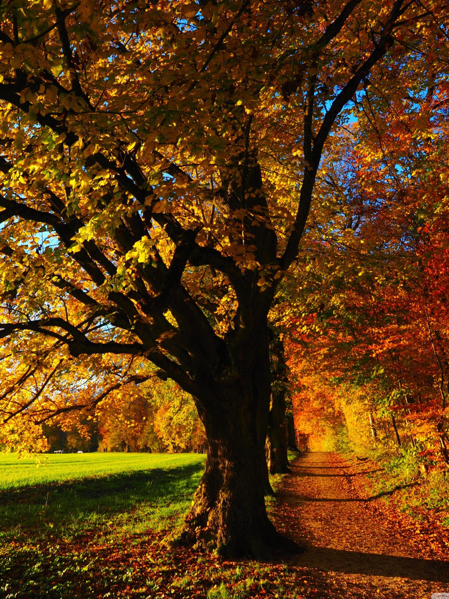 Beautiful Forest Footpath Full Size FHD Wallpaper For Laptop – HD Wallpapers Backgrounds Images